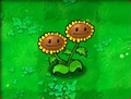 双子向日葵